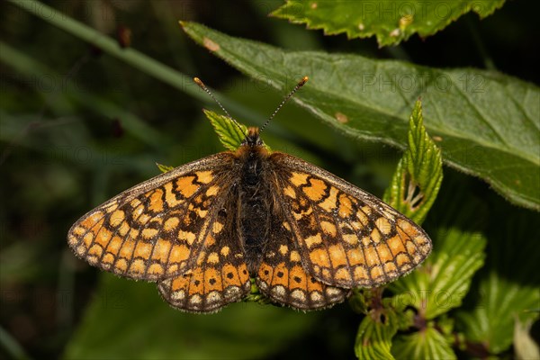 Golden Fritillary