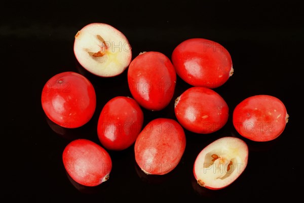 Ripe fruits of the cranberry