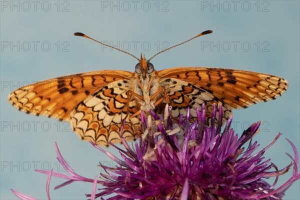Fritillary fritillary butterfly butterfly with open wings sitting on purple flower looking from the front against blue sky