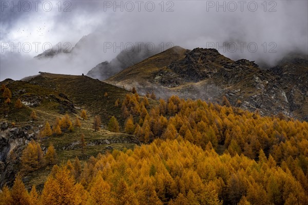 Autumn larch