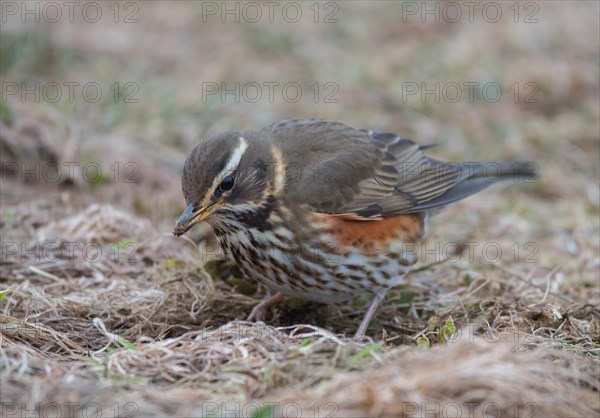 Redwing