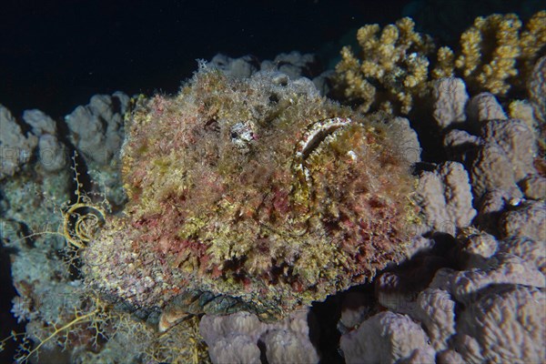 Reef stonefish