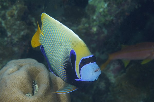 Portrait of Emperor Angelfish