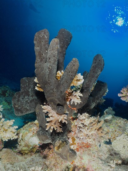 Sea sponge Erect finger sponge