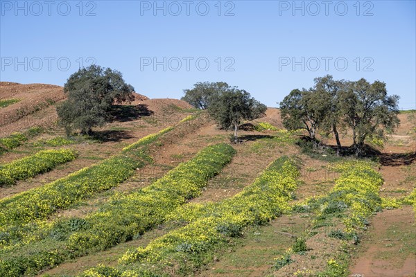 Field with flowering wood sorrel