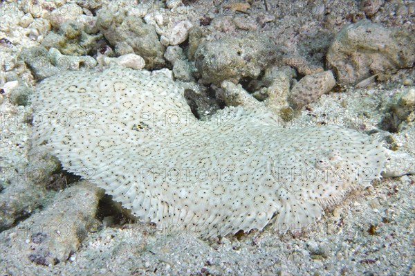 Finless sole