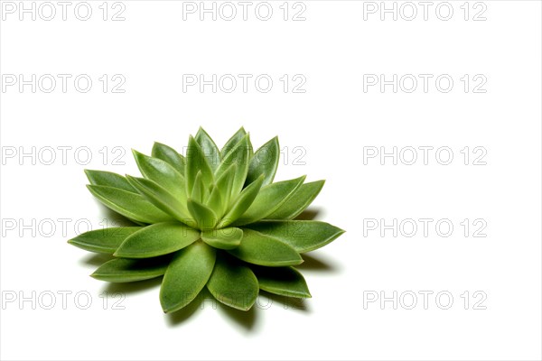 Leaf rosette of an echeveria