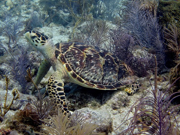 Hawksbill turtle