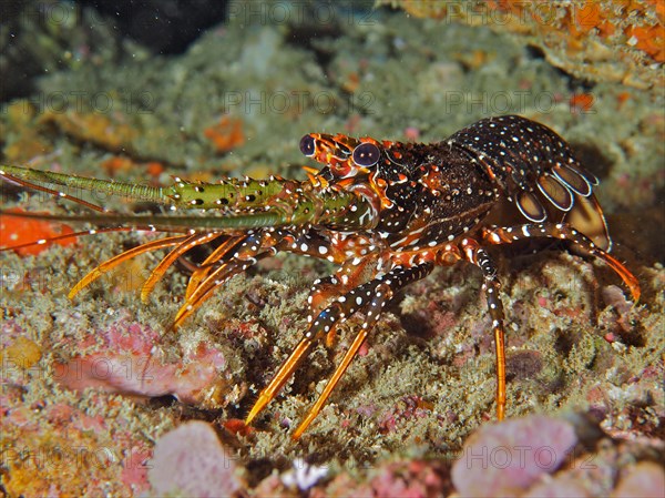 Guinea chick crayfish