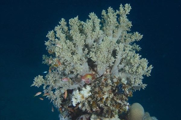 Broccoli tree