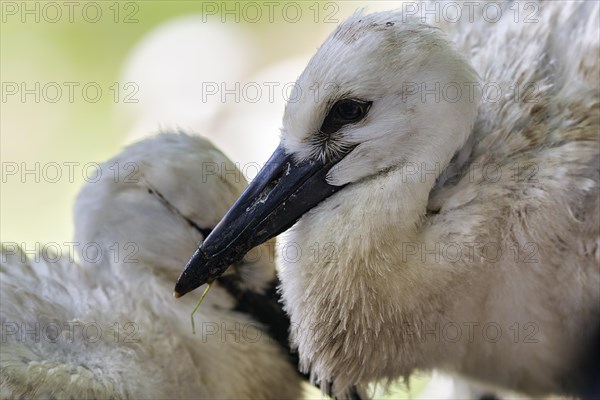 White Stork