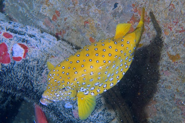 Yellow boxfish