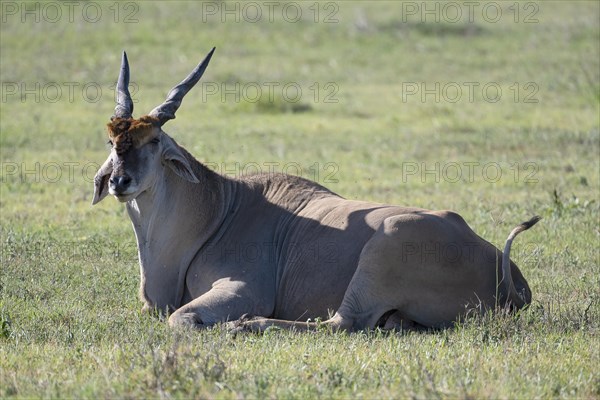 Common eland