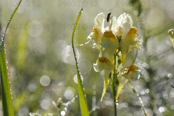 True toadflax