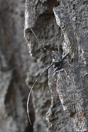 Great capricorn beetle