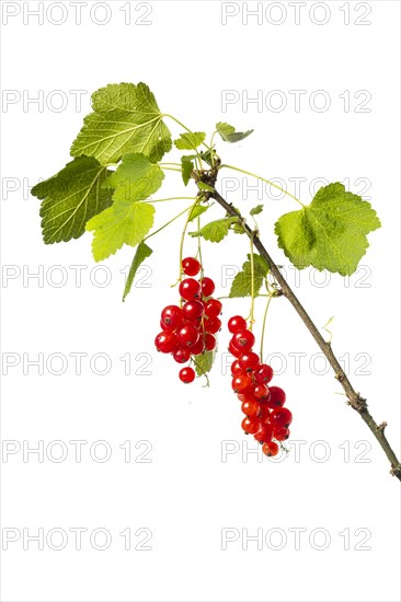 Redcurrant