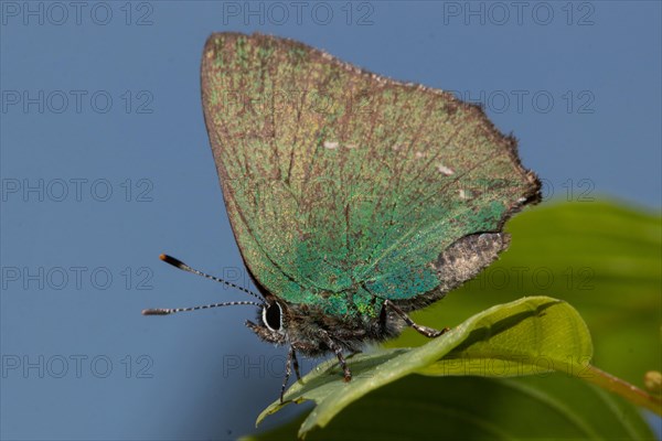 Green Fritillary