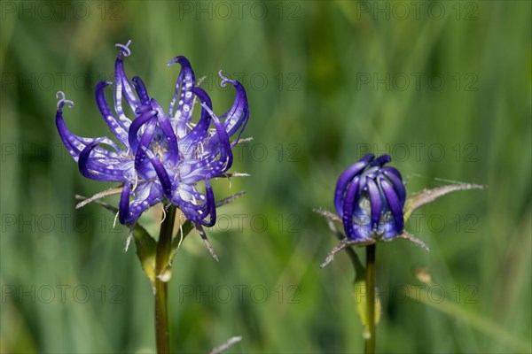 Spherical devils claw two open and closed purple flowers next to each other