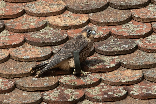 Peregrine Falcon Young bird sitting on house roof seen right