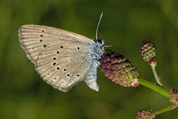 Pale meadow-headed blue butterfly butterfly with closed wings on brown flower hanging right sighted