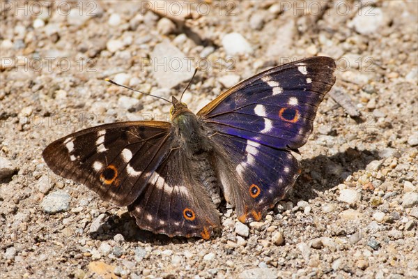 Small Schiller butterfly butterfly with open wings sitting on the ground from behind