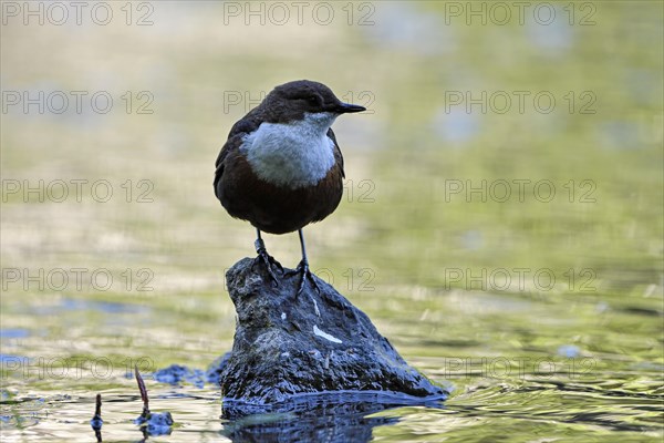 White-breasted dipper