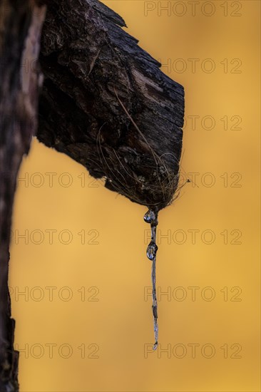 Resin droplets on larch