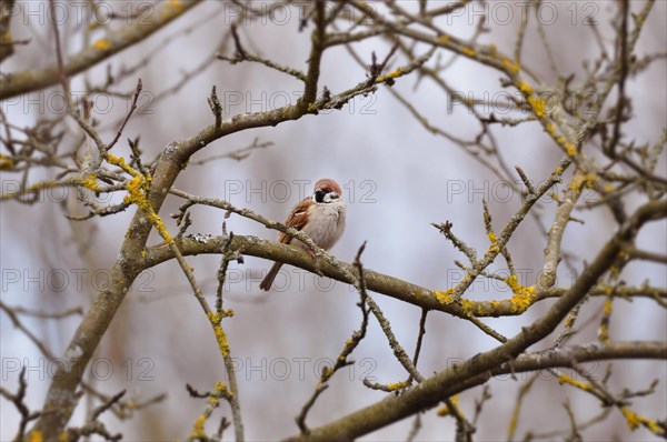 Eurasian tree sparrow