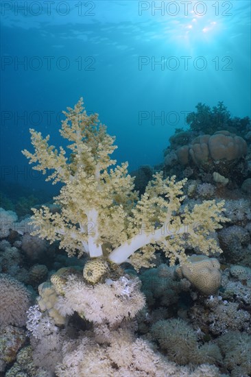 Broccoli tree