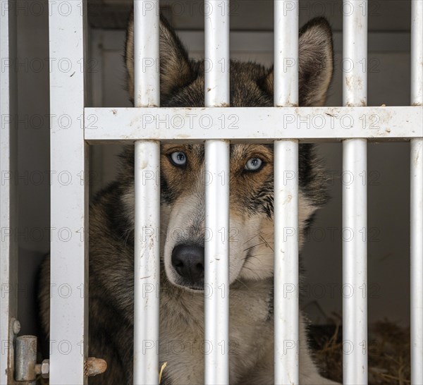 Husky with blue eyes looking out of dog kennel