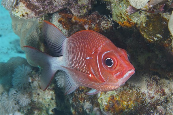 Portrait of silverspot squirrelfish