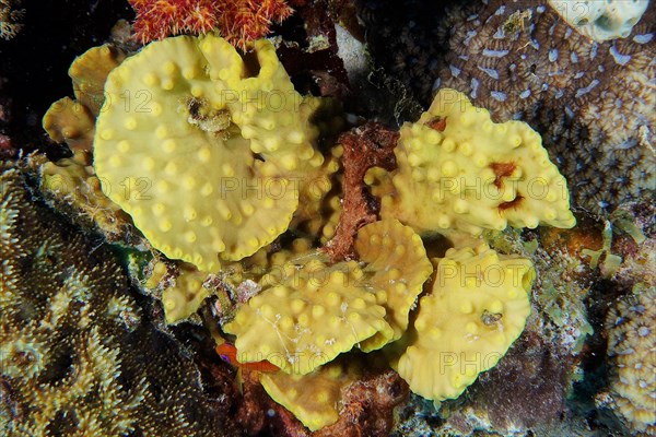 Sulphur leather coral