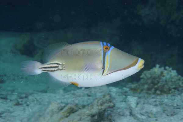 Arabian arabian picasso triggerfish