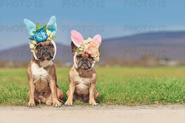 French Bulldog dogs with easter bunny costume ears with flowers sitting in front of meadow