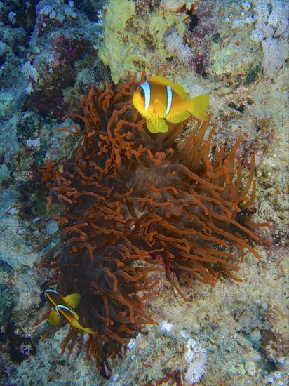 Fluorescent bubble-tip anemone