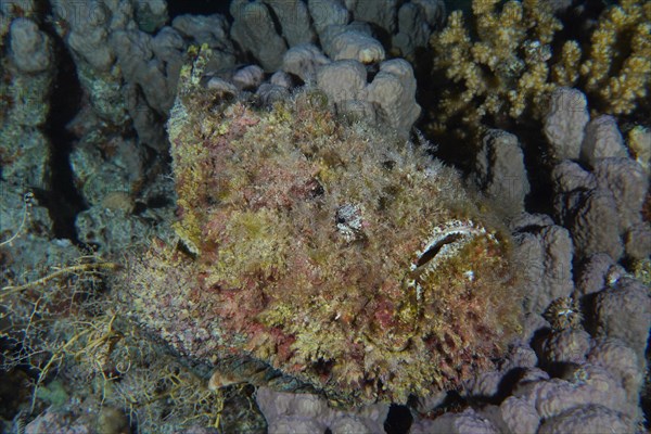 Reef stonefish