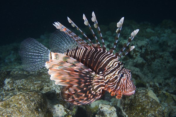 Pacific red lionfish