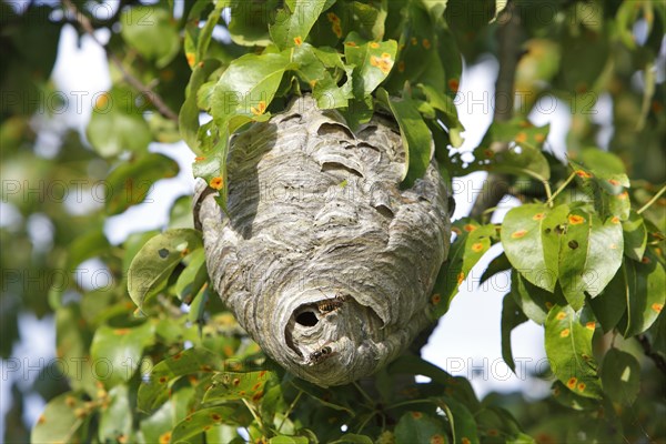Medium wasp or small hornet