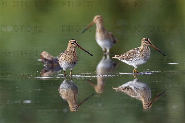 Common Snipe