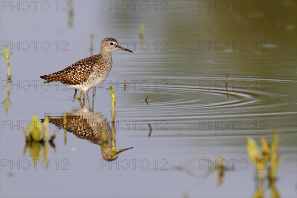 Wood Sandpiper