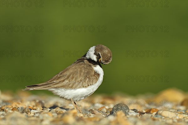 Little Ringed Plover