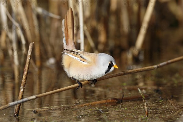 Bearded reedling