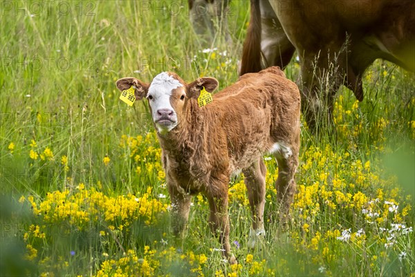 A small brown calf in a flower meadow