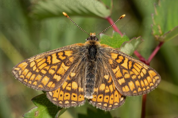 Golden Fritillary