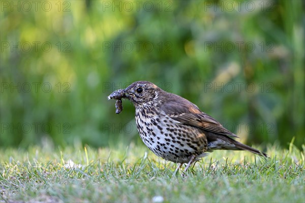 Song Thrush