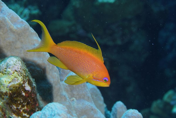 Female sea goldie
