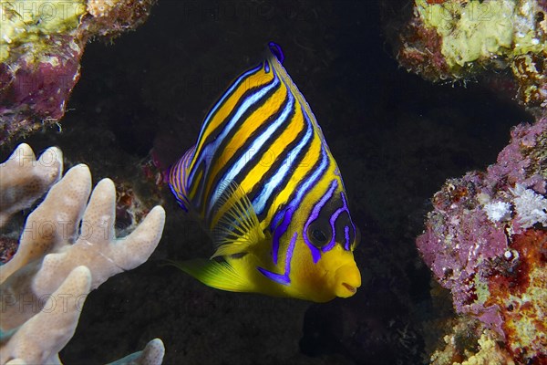 Royal angelfish