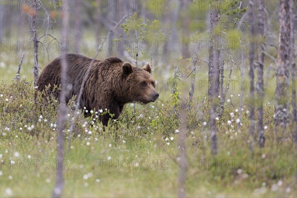 Brown bear