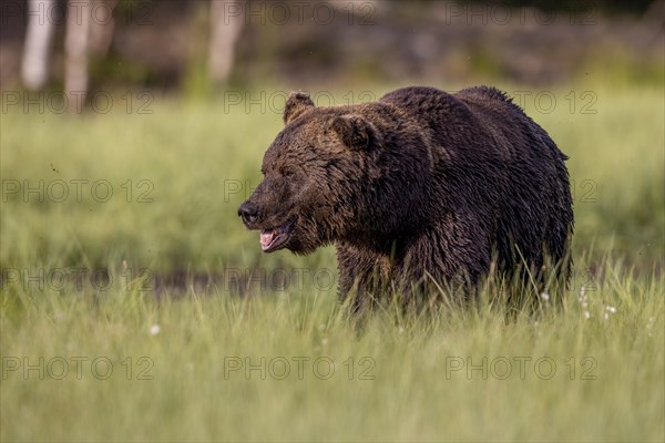 Brown bear