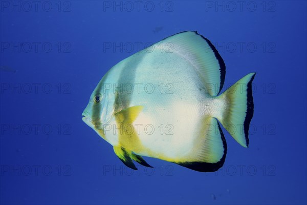 Orbicular batfish